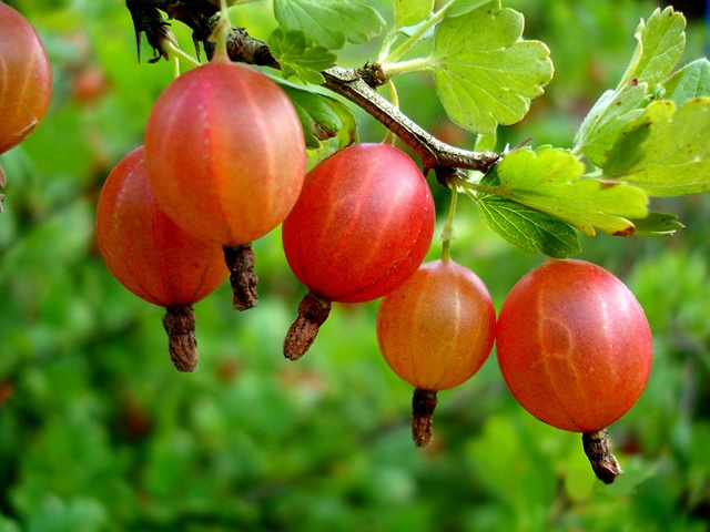 Wie schneiden Sie Stachelbeeren?