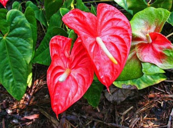 Wie man einen Anthurium pflegt