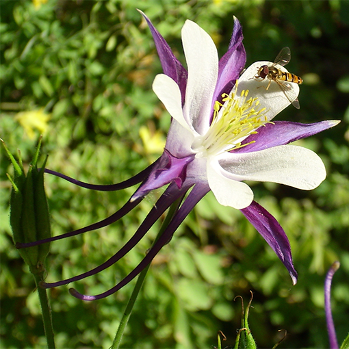 Aquilegia: wie man dieses prüde wachsen lässt