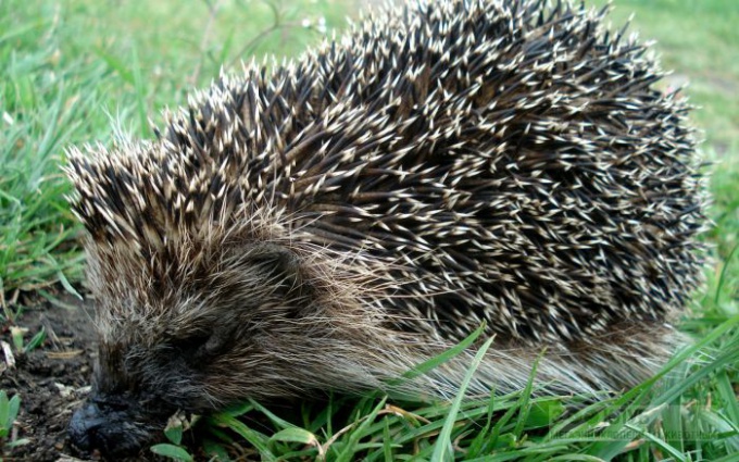 Wie man einen Igel füttert