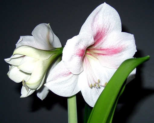 Blütenstand von Amaryllis