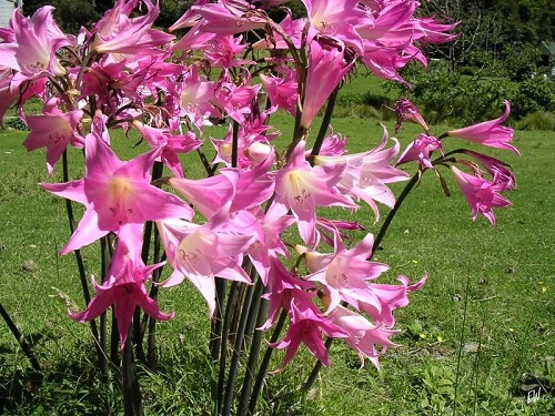 Amaryllis: Pflanzen und Pflege