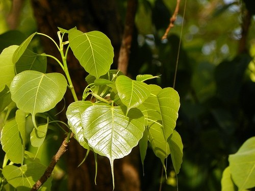 Tipp 1: Warum die Blätter vom Ficus fallen