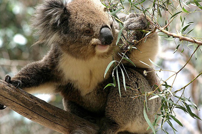 Warum verschwinden Koalas?