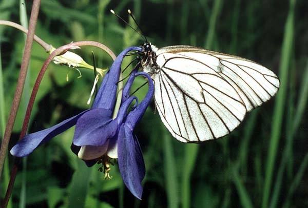 Schmetterling-Weißdorn: Methoden des Kampfes