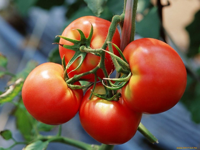 Wie man Tomaten in einem Gewächshaus patcht