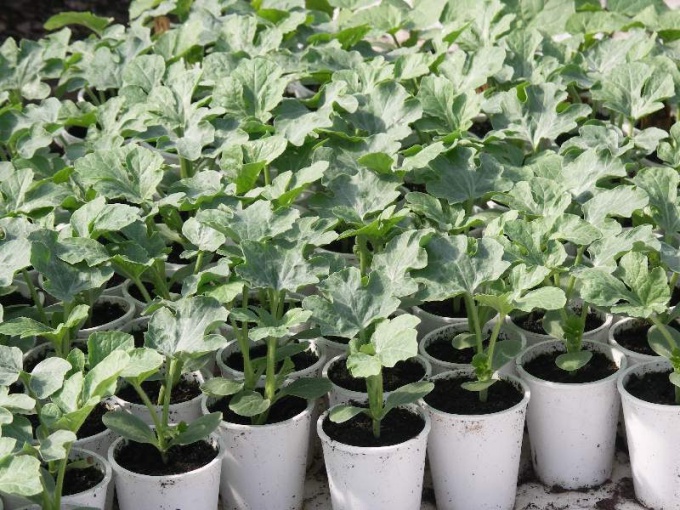 Wie man Wassermelonsamen auf Sämlingen pflanzt