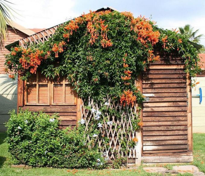 Wie man mehrjährige Gartenpflanzen anbaut