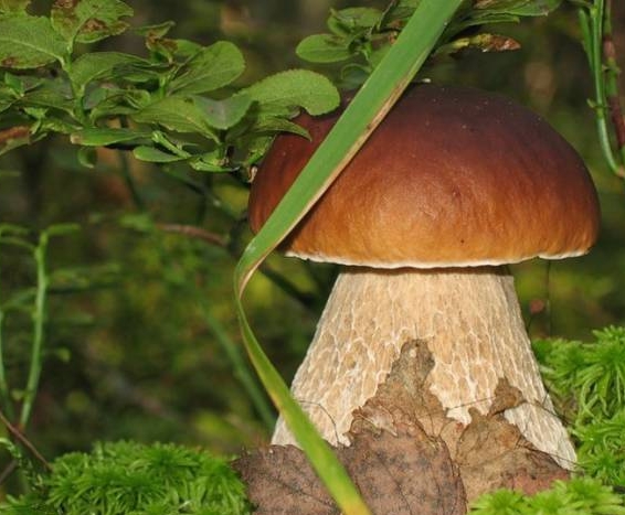 Wie man weiße Pilze in Ihrem Landhaus anbaut