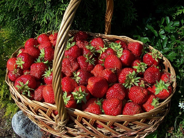 Wie man Erdbeeren in einem Korb wächst