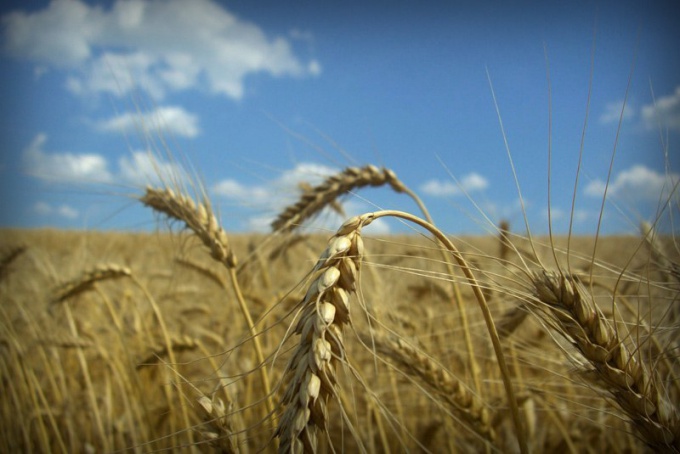 Organisation der Landwirtschaft