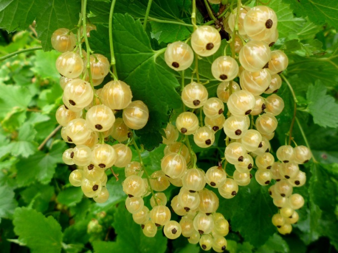 Beliebte Sorten von roten Johannisbeeren mit weißen Früchten