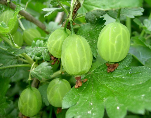 Schneiden von Stachelbeeren: Regeln und Nuancen