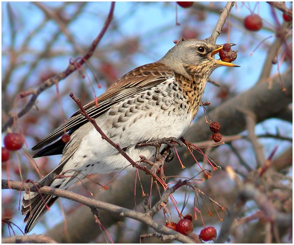 Warum Vögel sterben