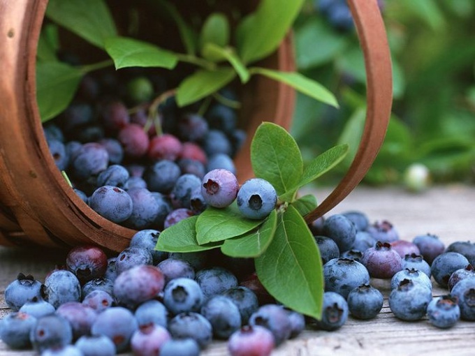 Wie man Beeren im Wald sammelt