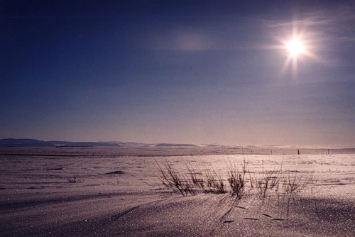 Wie man in der Tundra überleben kann