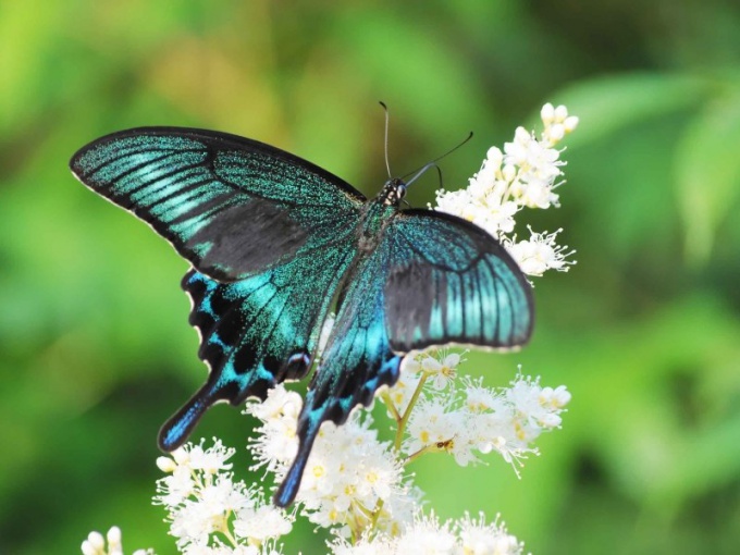 Wie sieht der Schmetterling aus?