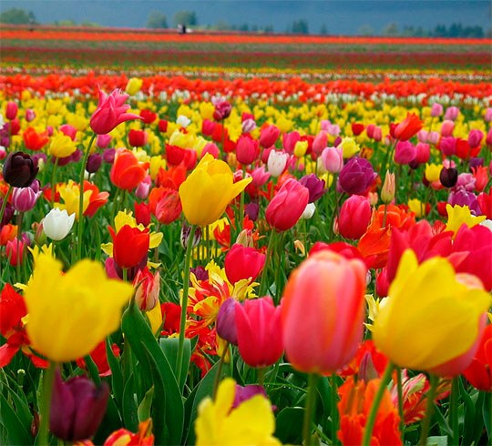 Tulpen erobern einfach ihre Spontaneität und den Überfluss an Farbe