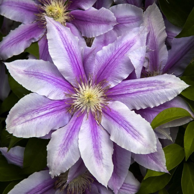 Die schönsten Blumen der Welt