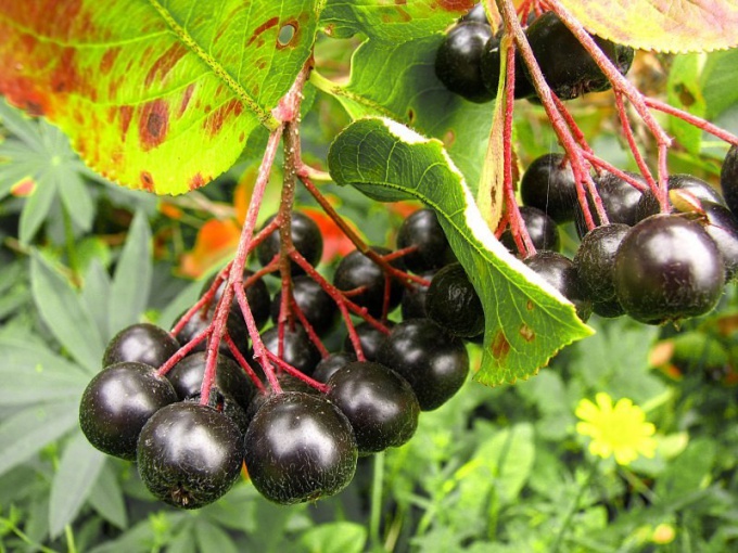 Wie Chokeberry den Druck beeinflusst