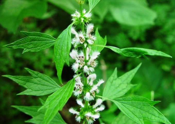 Indikationen für die Verwendung des Motherwort