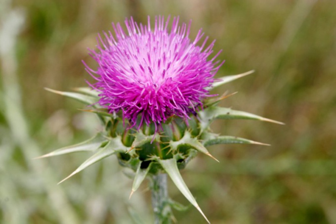 Nützliche Eigenschaften der Mariendistel entdeckt