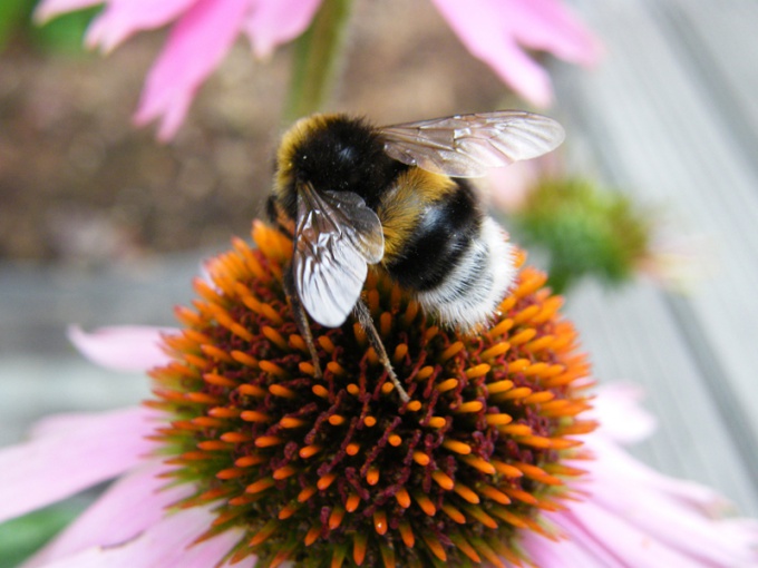 Wie man eine Hummel zeichnet