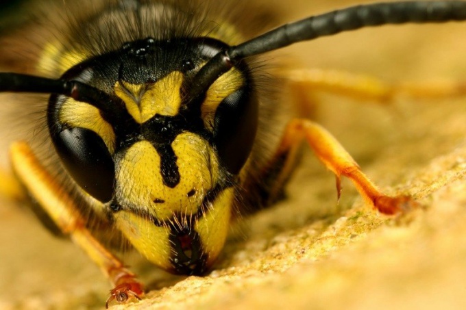 Wie Insektenstiche aussehen