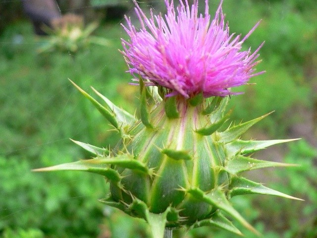 Als die Mariendistel ist nützlich