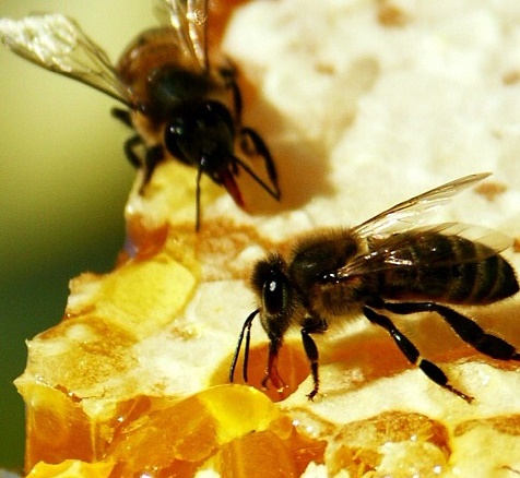 Tipp 1: Was ist die Verwendung von Bienengift