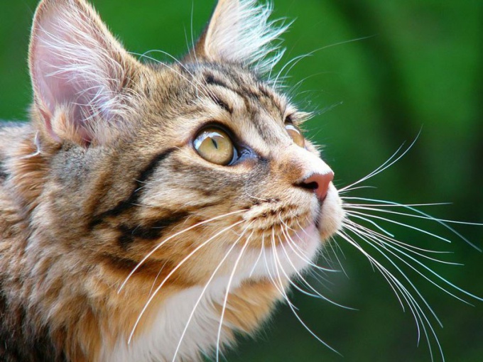 Wie man Herpes bei einer Katze behandelt 