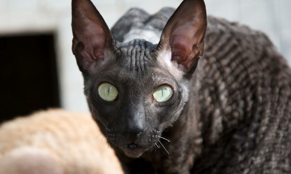 Cornish Rex - Exterieur und Charakter