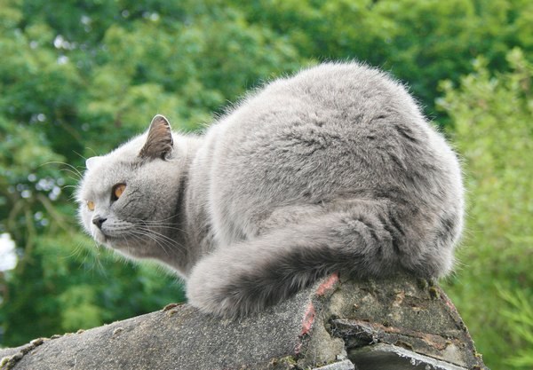 Wie erkennt man die britische Katzenrasse?