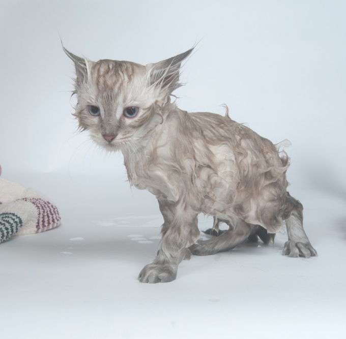 Wie kann man eine Katze waschen?