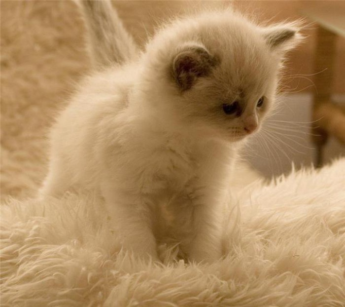 wie man eine Katze richtig waschen kann