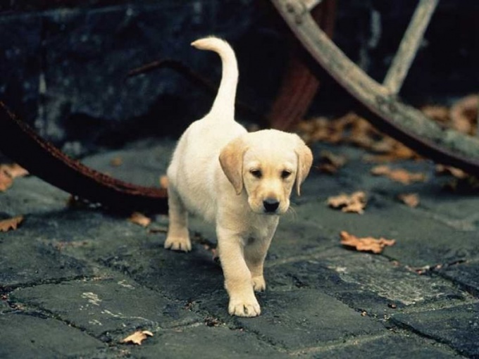 Wie man einem Hund beibringt zu laufen