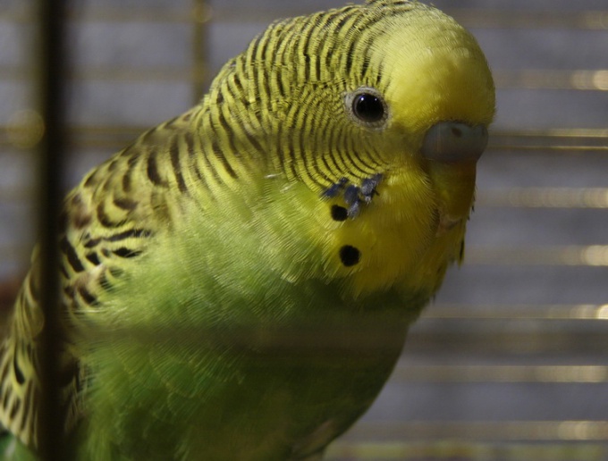 auf den gefangenen Vogel wirst du nicht in einem Käfig Sprichwort fahren