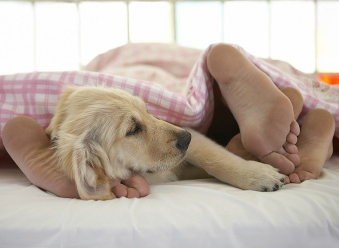 Wie man einen Hund entwöhnt, mit einem Mann in einem Bett zu schlafen