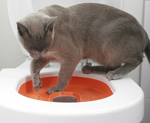 Wie man eine Katze an eine Toilettenschüssel gewöhnen kann