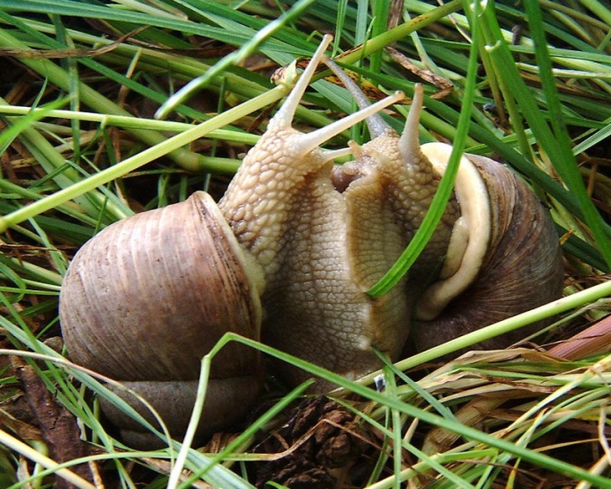 Wie vermeidet sich die Schnecke?