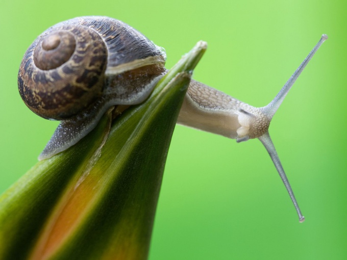 Wie man eine riesige Schnecke bewahrt Ahatina