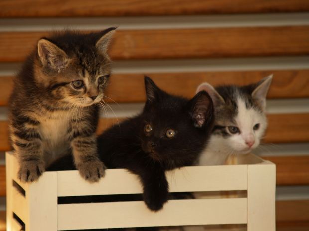 Wie man sich um eine thailändische Katze kümmert