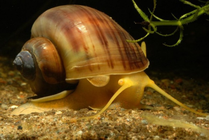 Wie die Eier in Schnecken aussehen