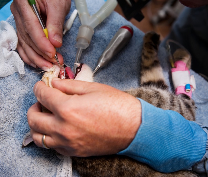 wie man die Zähne deiner Katze putzt