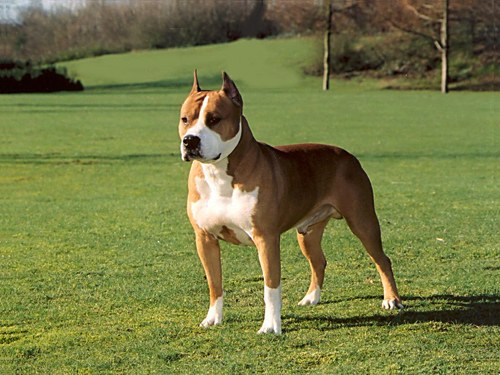 staffordshire terrier, wie man erzieht