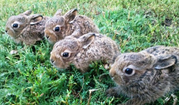 Wie der Hase seinen Luchs findet