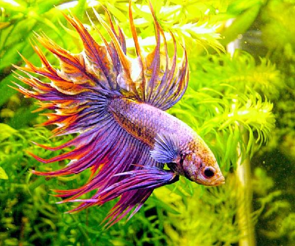 Was sind die Arten von Aquarienfiltern?