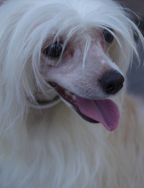 Chinesischer Schopfhund in der Familie