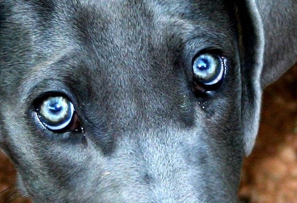 Konjunktivitis bei Hunden: Diagnose und Behandlung