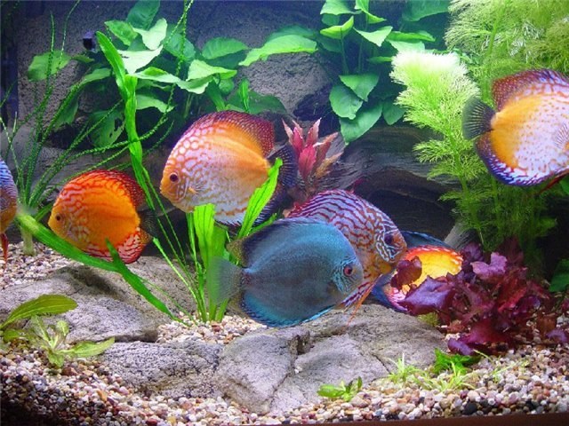 Warum das Aquarium schlammig ist